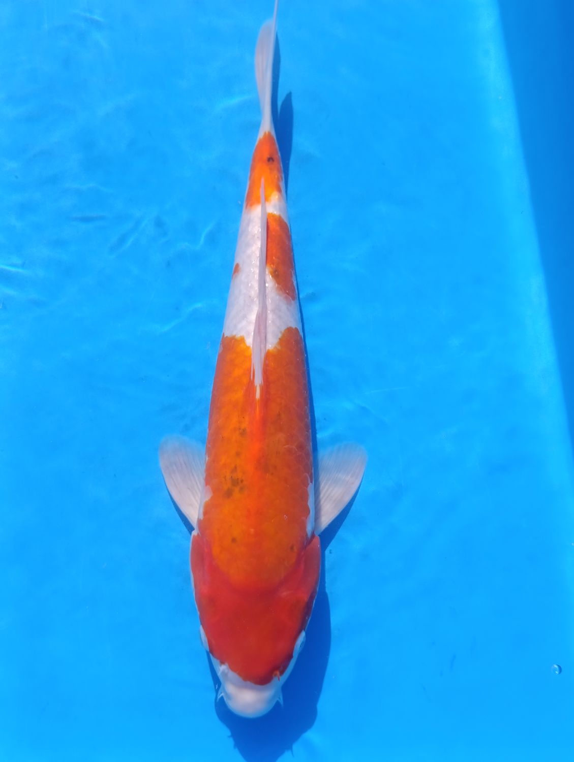 Karp koi Kohaku