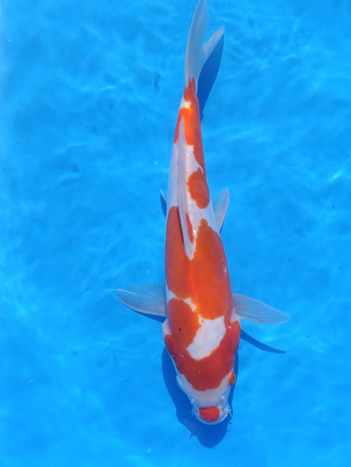 Karp Koi Doitsu Kohaku