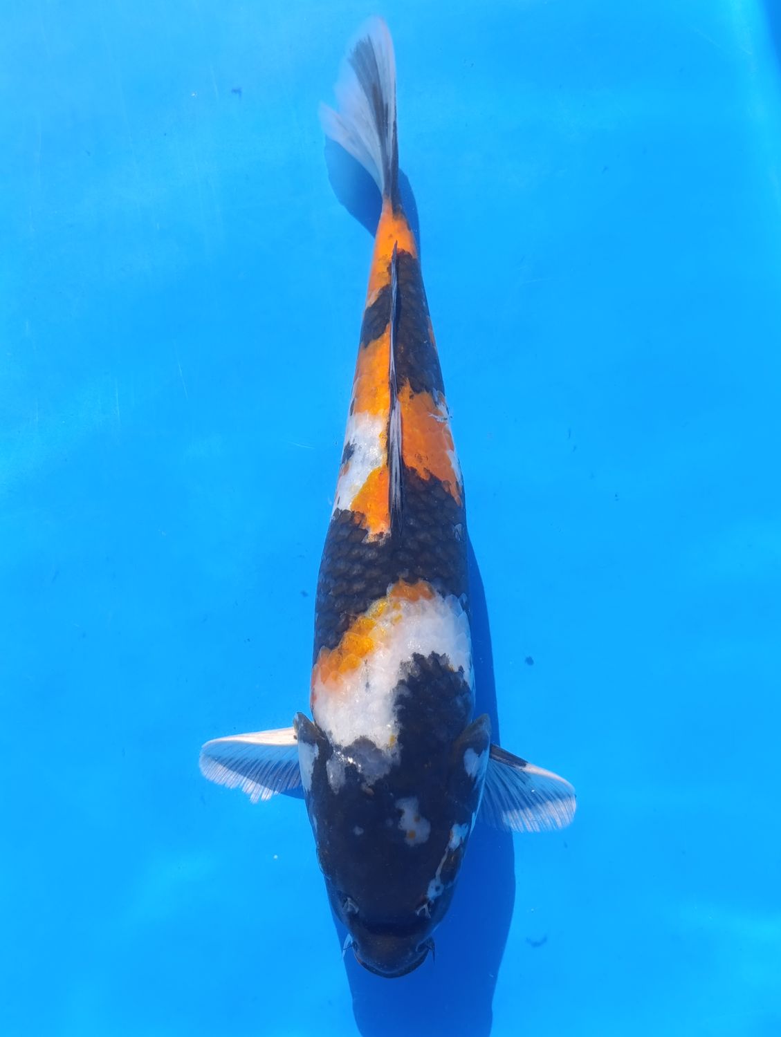 Karp Koi Showa