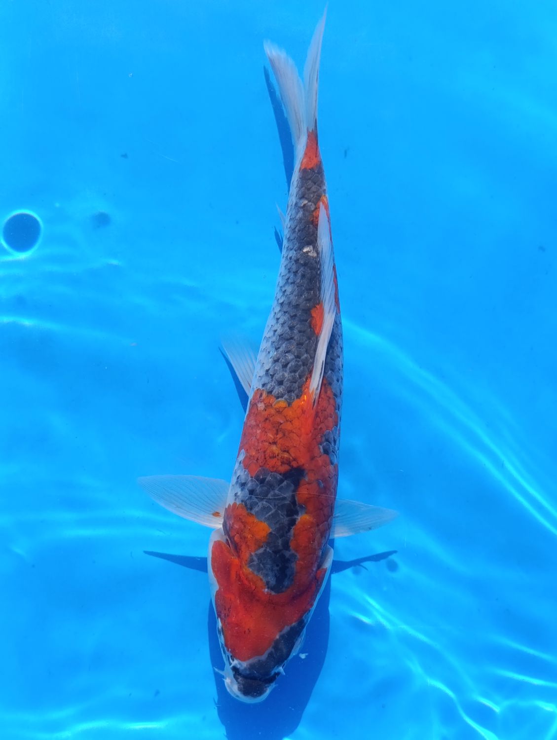 Karp Koi Goshiki