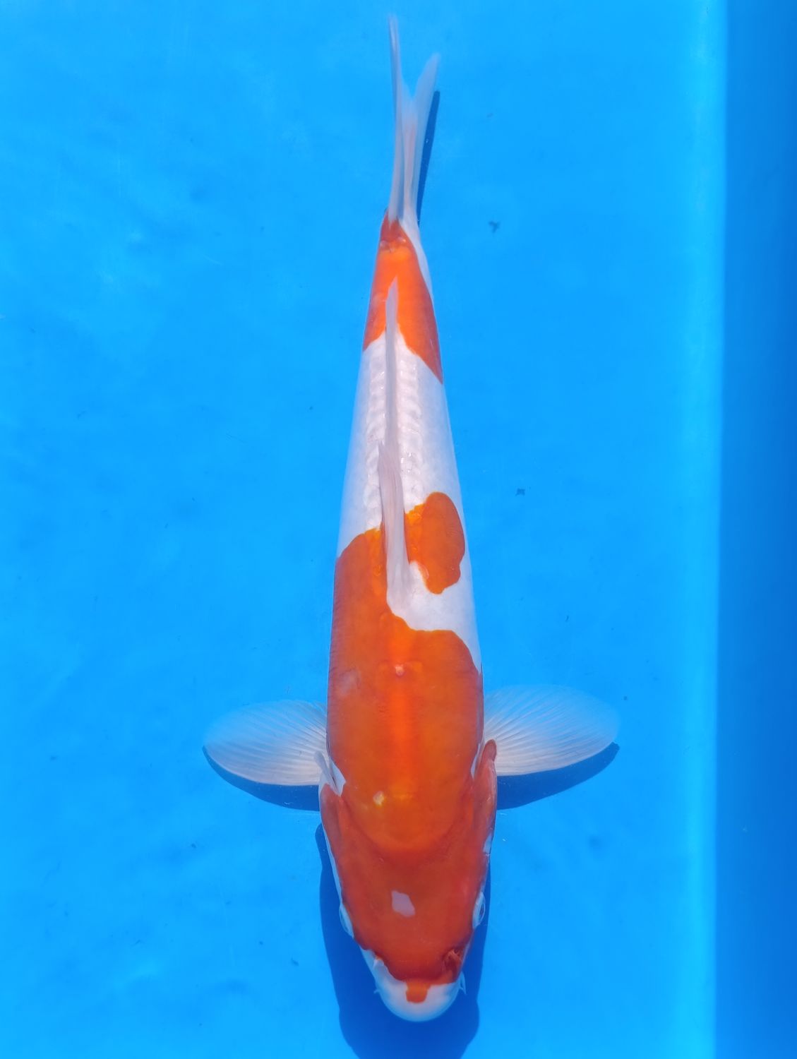 Karp Koi Doitsu kohaku