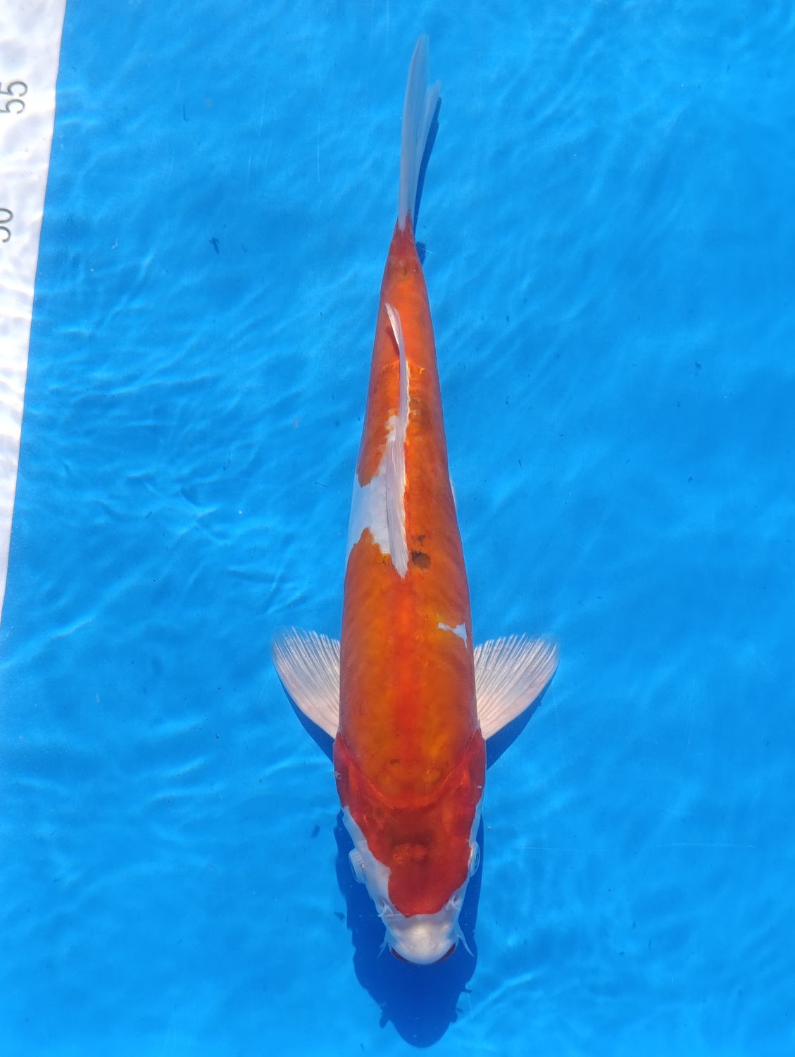 Karp koi Doitsu Kohaku