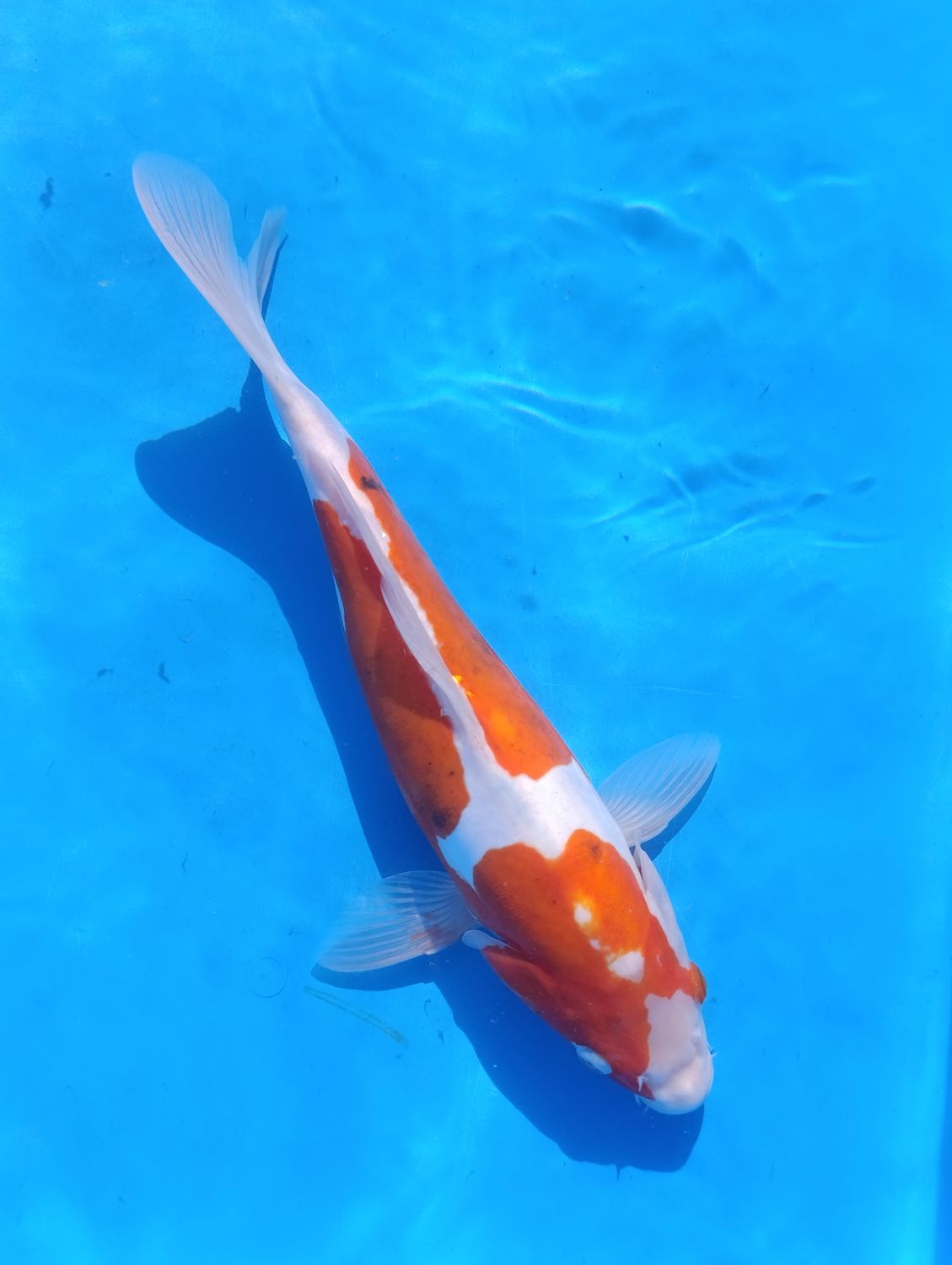 Karp koi doitsu Kohaku
