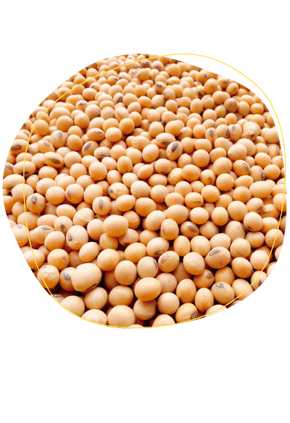 Soya Extruida – Energía y Proteína de Alta Disponibilidad