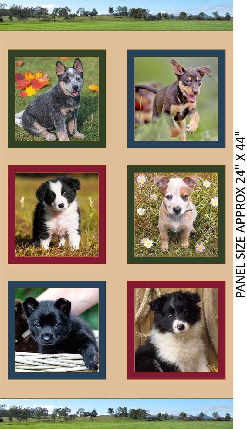 Merino Muster 2 Puppies