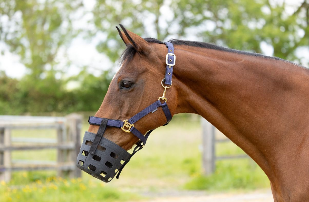 Hy grazing muzzle