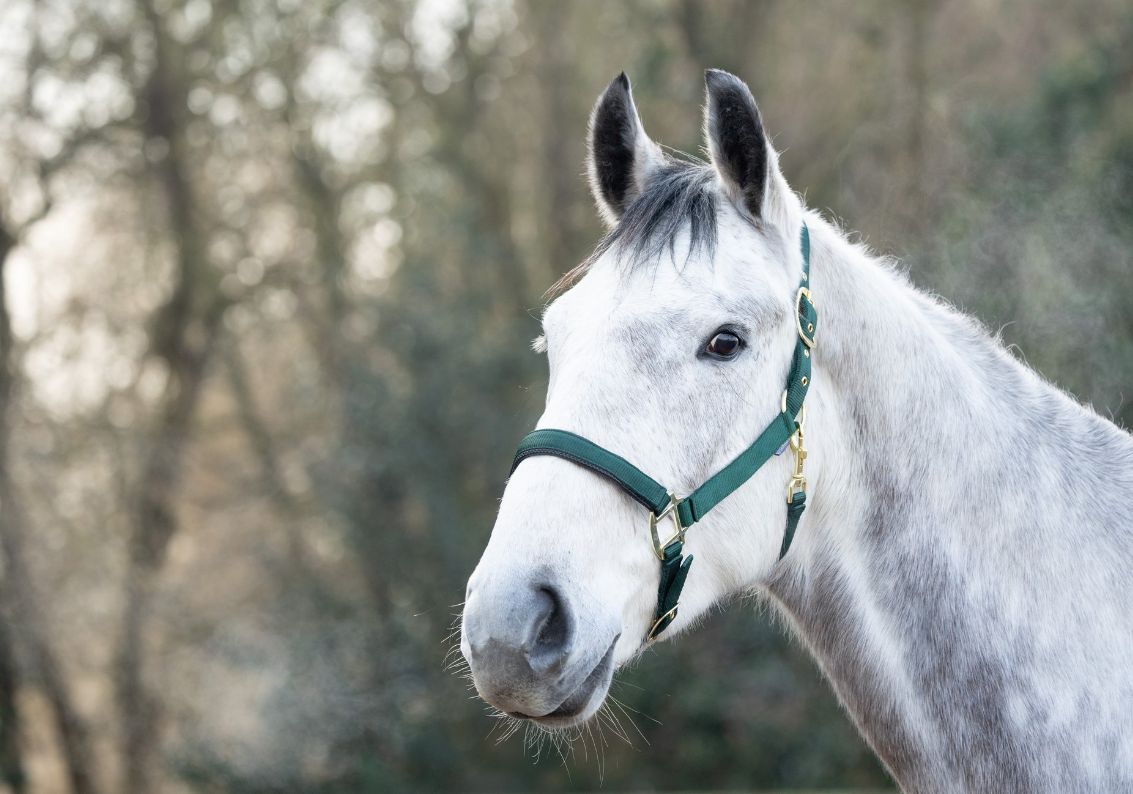 hy deluxe padded headcollar