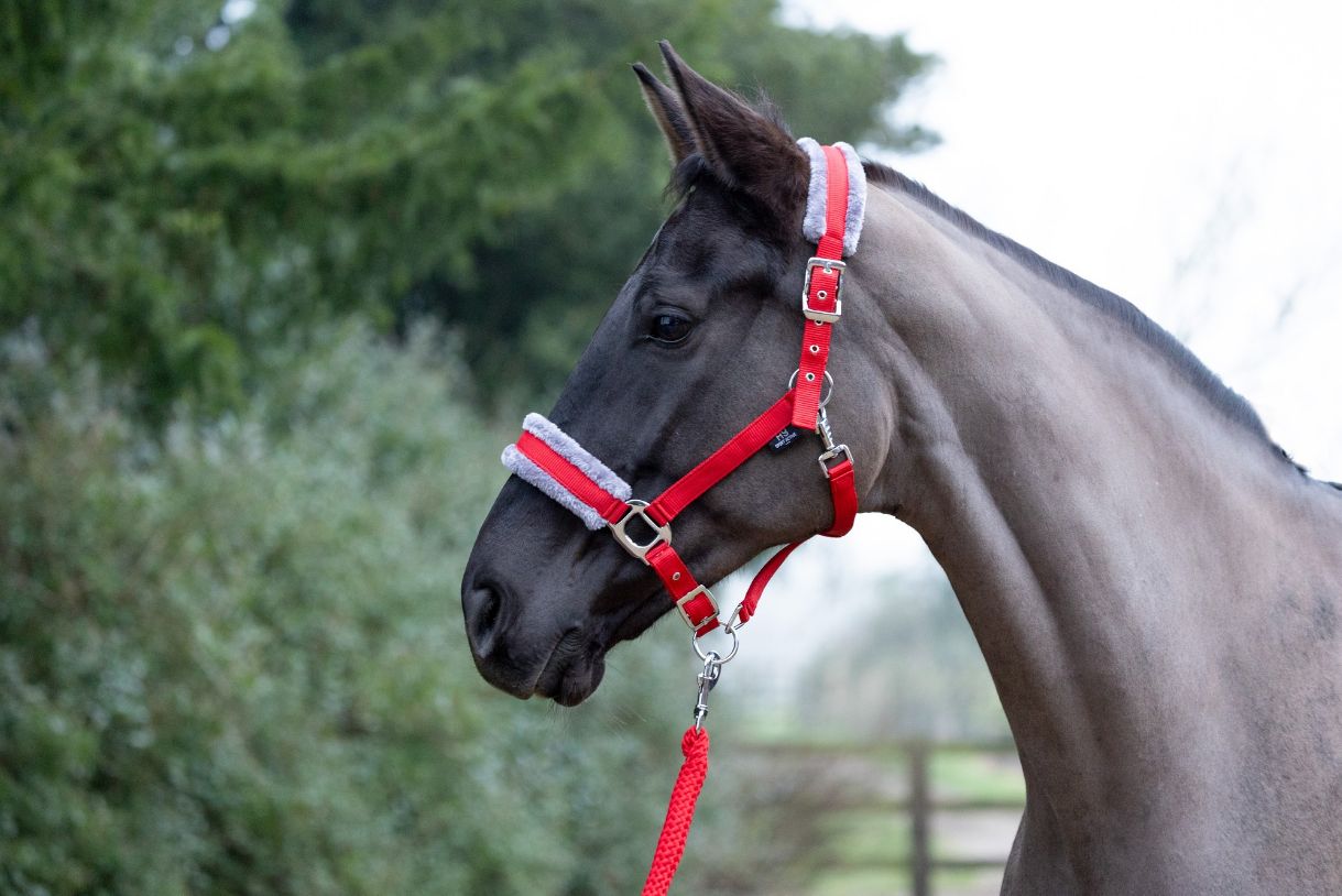 Hy Sport Active headcollar &amp; leadrope set