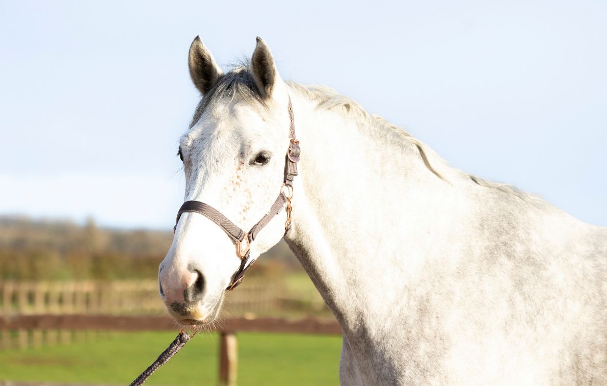 Hy rose gold headcollar set