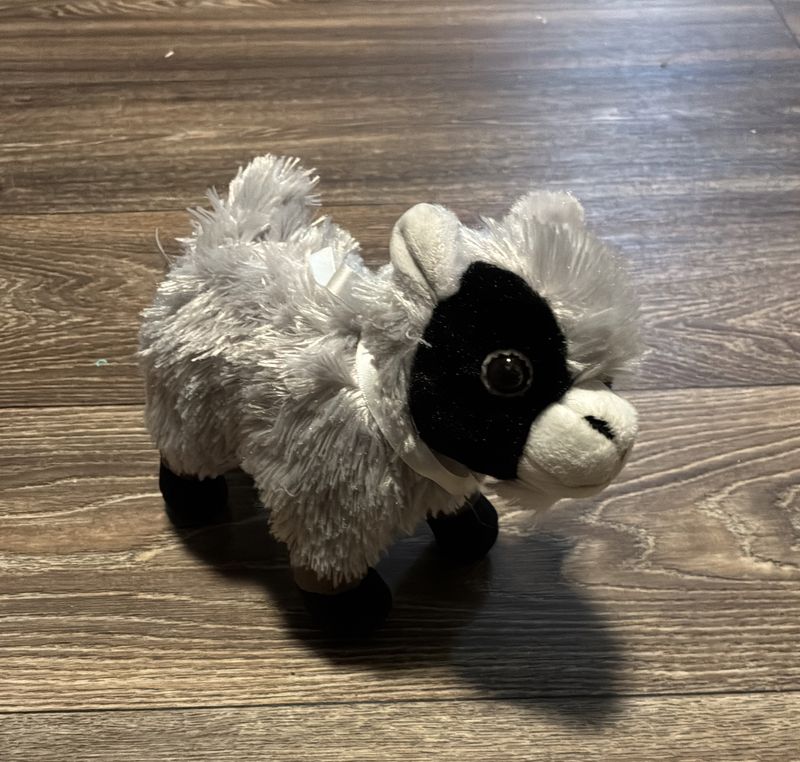 Grey and black Goat