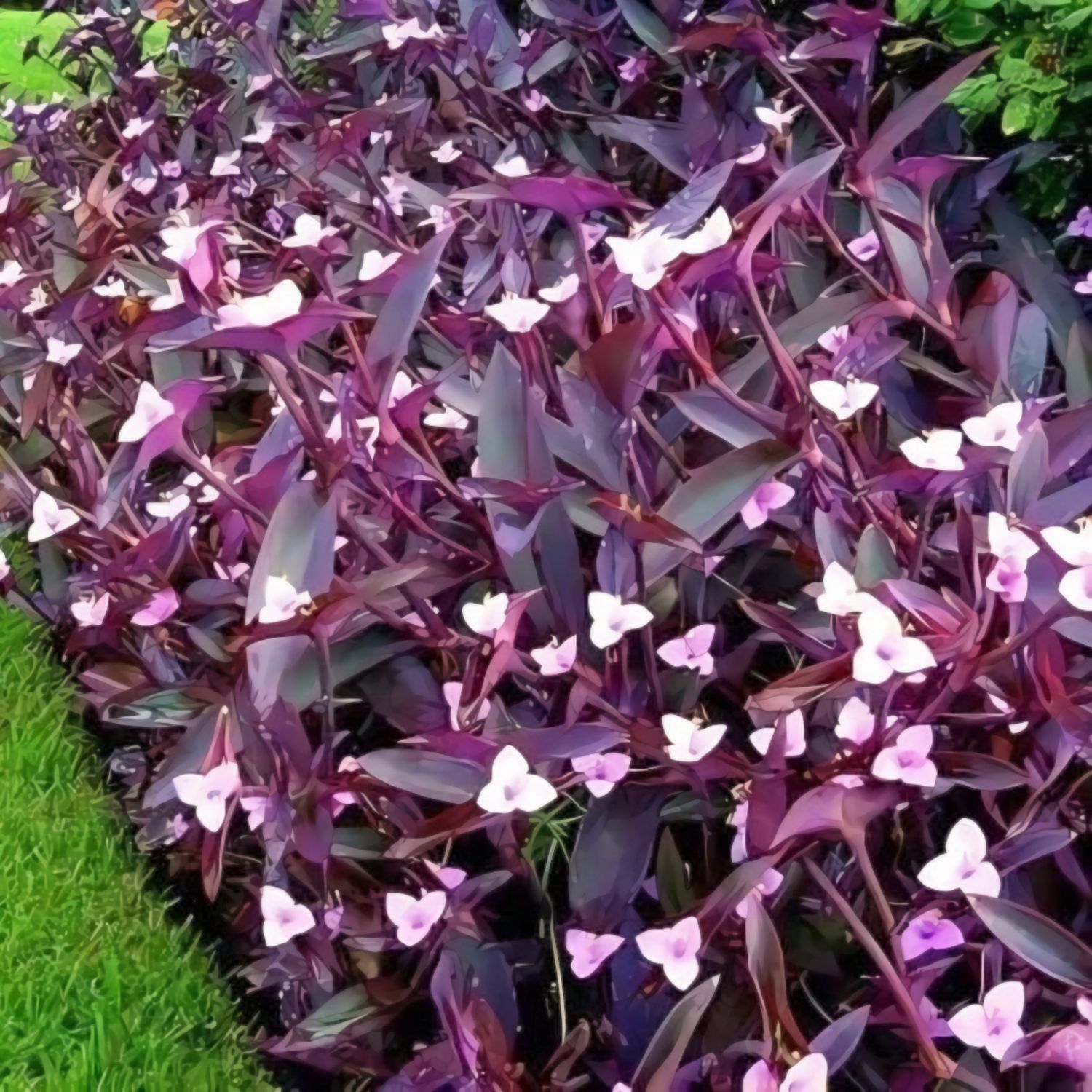Purple Heart Plant Perennial Easy Growing Inside/Outside Pink Flowers Shade/Full Sun