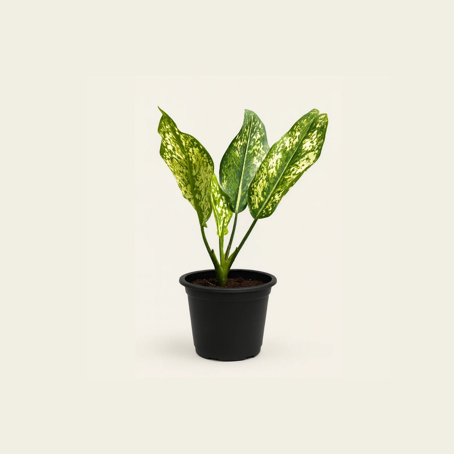 Aglaonema Snow White – Live Indoor Houseplant with Variegated Green &amp; White Leaves Air Purifying Chinese Evergreen