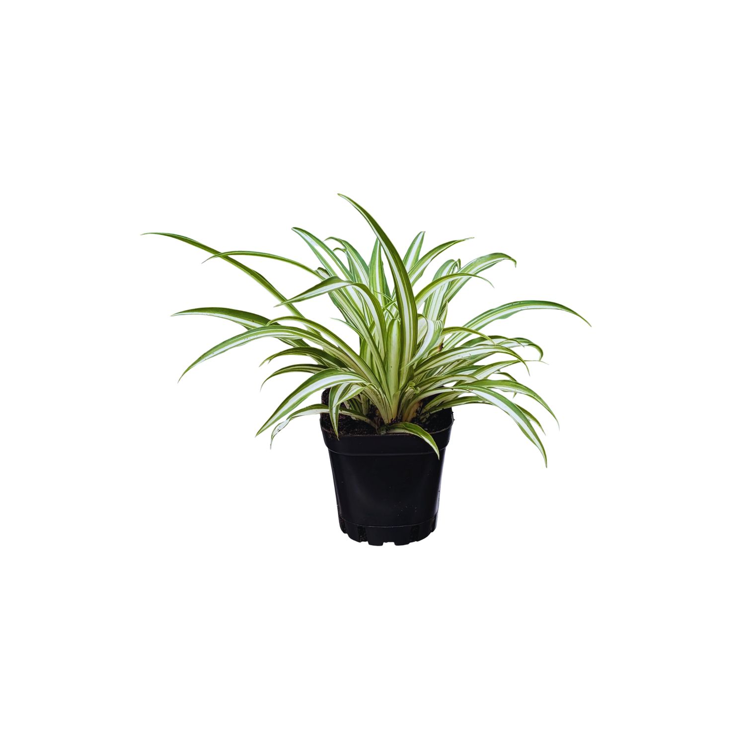 Spider Plant Easy Care Houseplants Natural Air Purifier