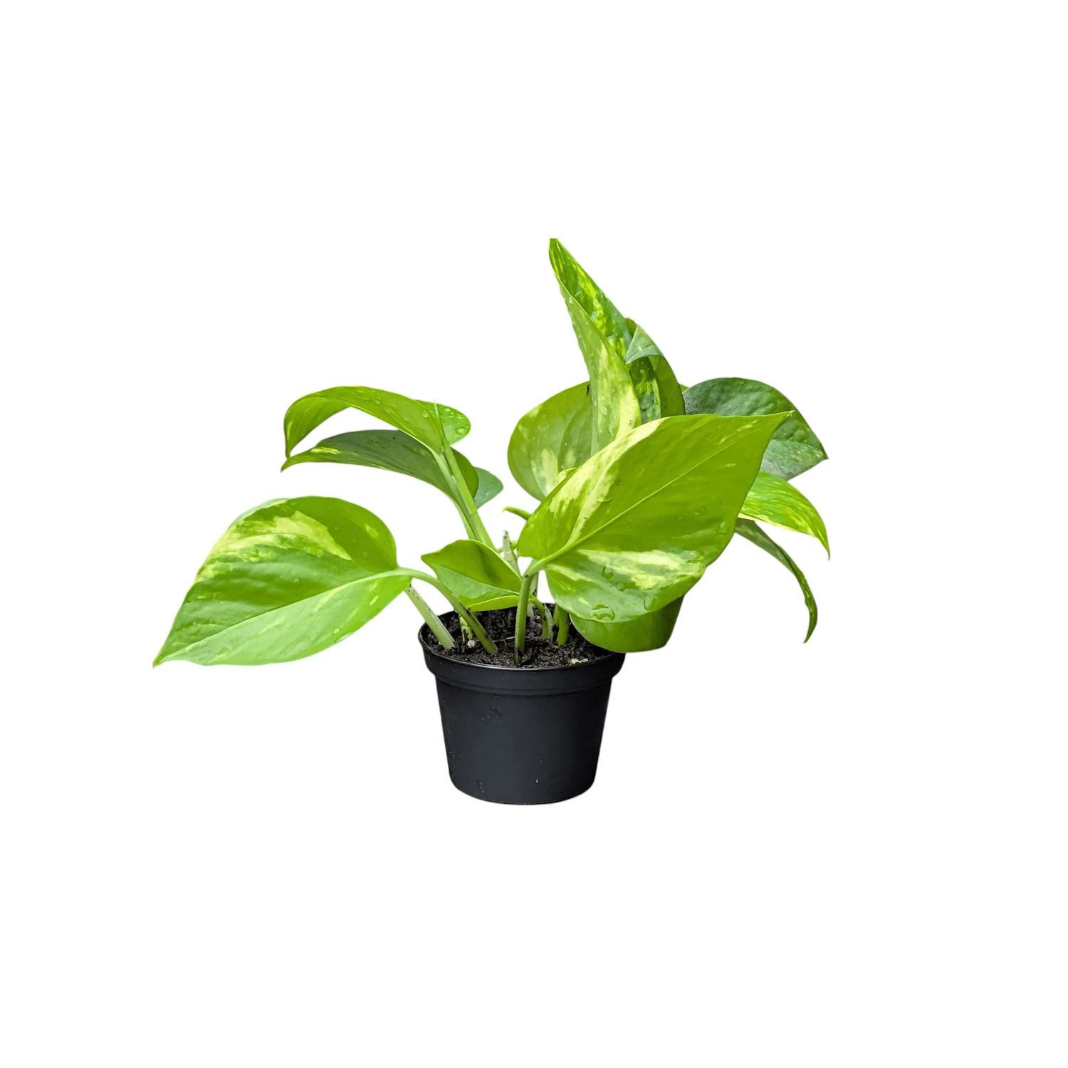 Golden Pothos Houseplant Easy Care Air Purifying Climbing Plant