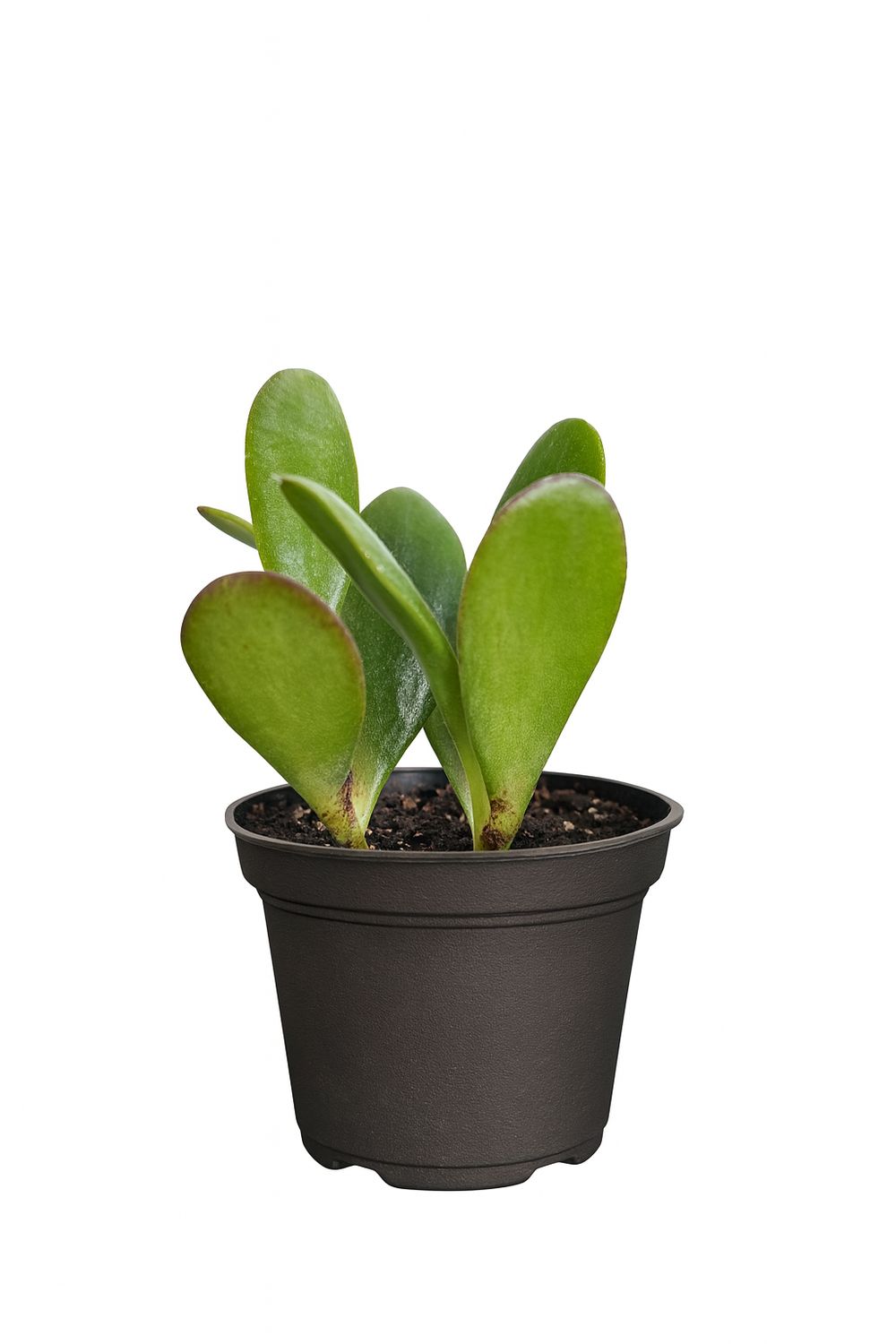 Jade Plant
