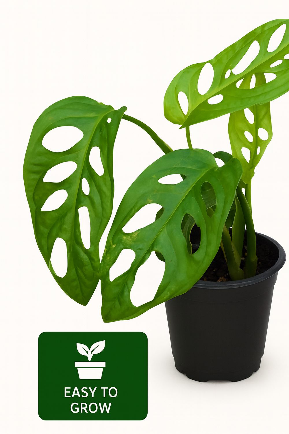Monstera Swiss Cheese Plant (Monstera Adansonii)