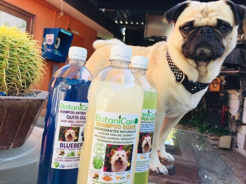 Kit Botánico Para Casos Leves A Severos De La Piel Y Pelo + Shampoo Antibacterial Blueberry!!