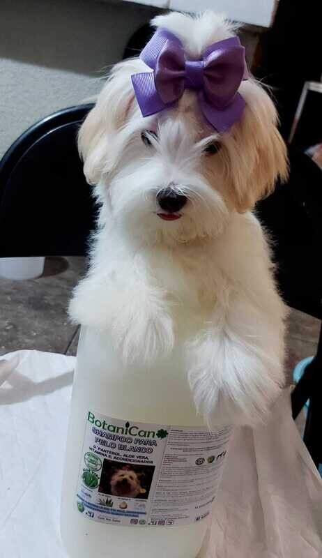 Shampoo Botánico Especial para Pelo Blanco - GALÓN