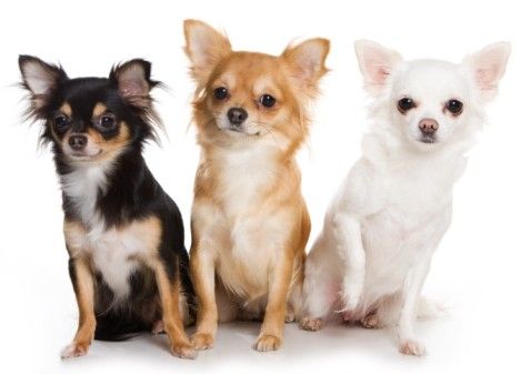 Chihuahua, Todo sobre la raza: Cuidados, enfermedades, temperamento y sugerencias