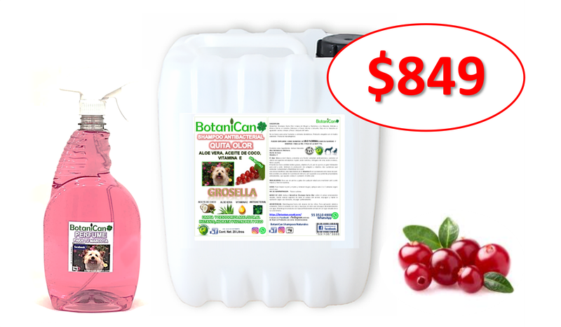 Oferta!! Kit Shampoo Grosella Antibacterial Quita Olor 10 Litros + Perfume Grosella 1 Litro