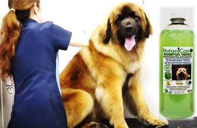 Shampoo Verde Botánico - Uso Normal - Repelente, Antihongos y Más!!. 1 Litro (7 en 1)