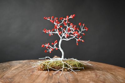 Wehrholzbaum Miniatur Wehrholzbaum Miniatur