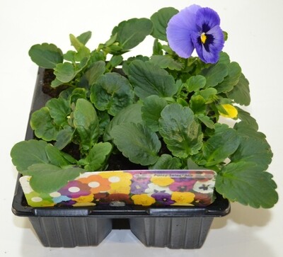 x10 Bedding Plants Pansy & Viola - GARDEN READY Colour XL plugs (Not Seeds)