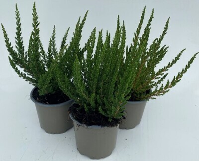 x3 Plants Calluna Renate (Heather) Large Bushy Hardy 10.5cm/9cm