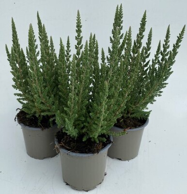 x3 Plants Calluna Mix Selection (Heather) Large Bushy Hardy 10.5cm/9cm