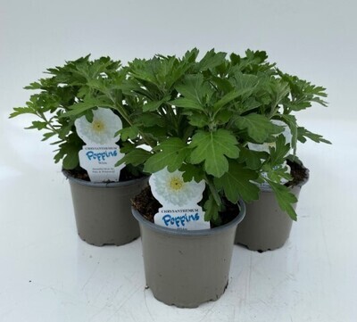 x3 Chrysanthemum Poppins White Large Plants 10.5cm/9cm Flowering - GARDEN READY