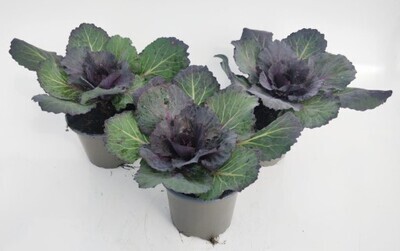 x3 Plants Brassica Pigeon Purple (Ornamental Kale) 10.5cm/9cm