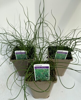 x2 Juncus Effusus Spiralis 13cm/1Litre - HARDY GRASS GARDEN READY