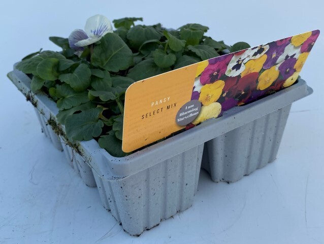 x10 Pansy Mix Flower Plants - GARDEN READY XL plug plants colour Seed Grown