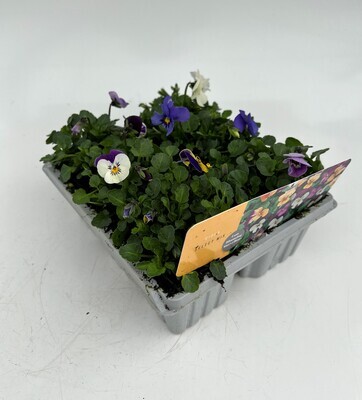 x10 Viola Mix Flower Plants - GARDEN READY XL plug plants colour Seed Grown