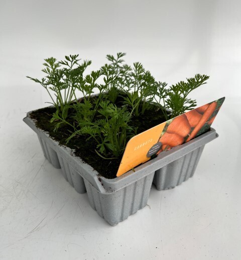 x10 XL VEGETABLE PLUGS - Carrot - GROUND READY GROW YOUR OWN VEG