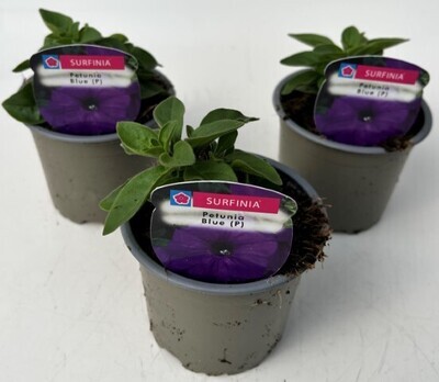 x3 Petunia Surfinia Blue - Trailing Basket plants10.5cm/9cm  - GARDEN READY