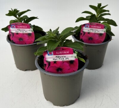 x3 Petunia Surfinia Hot Pink - Trailing Basket plants10.5cm/9cm  - GARDEN READY