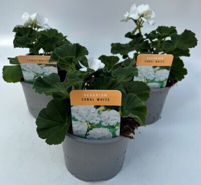x2 Zonal Geranium White - Upright Plants 13cm/1 Ltr pots  - COLOURFUL GARDEN READY