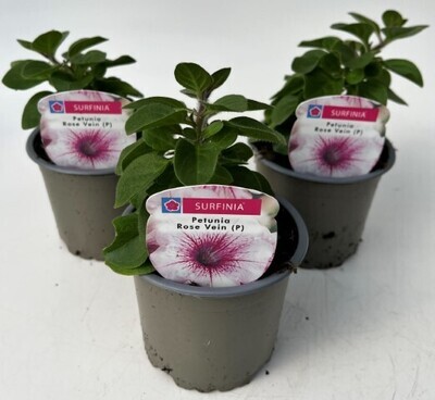 x3 Petunia Surfinia Rose Vein - Trailing Basket plants10.5cm/9cm  - GARDEN READY