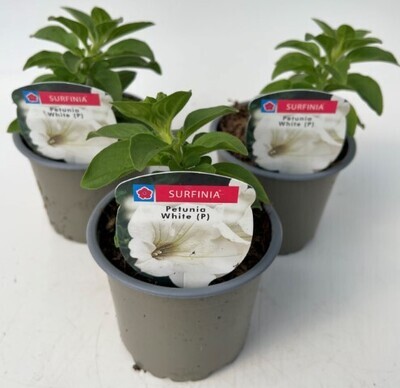x3 Petunia Surfinia White - Trailing Basket plants10.5cm/9cm  - GARDEN READY
