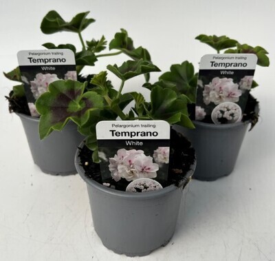 x3 Geranium Trailing Temprano White - 10.5cm/9cm pots - COLOURFUL PLANTS GARDEN READY