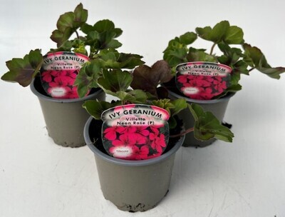 x3 Geranium Trailing Neon Rose - 10.5cm/9cm pots - COLOURFUL PLANTS GARDEN READY