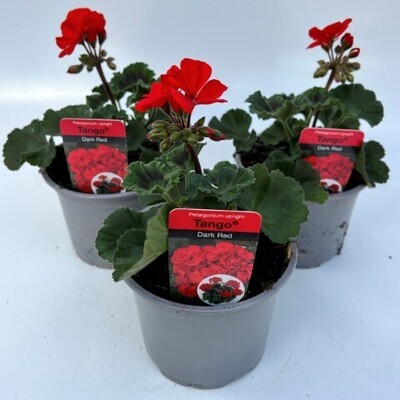 x2 Zonal Geranium Tango Dark Red - Upright Plants 13cm/1 Ltr pots  - COLOURFUL GARDEN READY