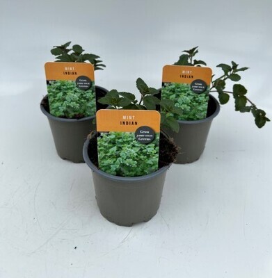 x3 Mint Indian - Aromatic Herb (Edible Plants) 10.5cm/9cm