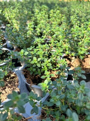 x3 Thymus - Thyme Lemon - Aromatic Herb (Edible Plants) 10.5cm/9cm