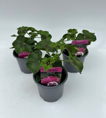 x3 Geranium Trailing Temprano Amethyst- 10.5cm/9cm pots - COLOURFUL PLANTS GARDEN READY