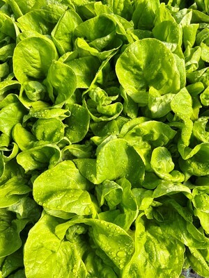 x10 XL VEGETABLE PLUGS - Lettuce All Year Round - GROUND READY GROW YOUR OWN VEG