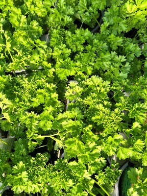 x3 Parsley Curled Leaf - Aromatic Herb (Edible Plants) 10.5cm/9cm