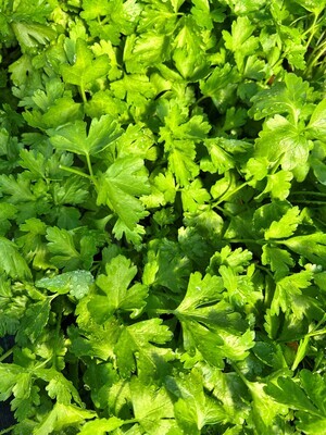 x3 Parsley Flat Leaf - Aromatic Herb (Edible Plants) 10.5cm/9cm