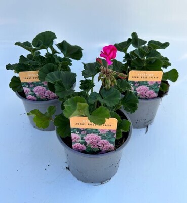x2 Zonal Geranium Rose Splash - Upright Plants 13cm/1 Ltr pots  - COLOURFUL GARDEN READY